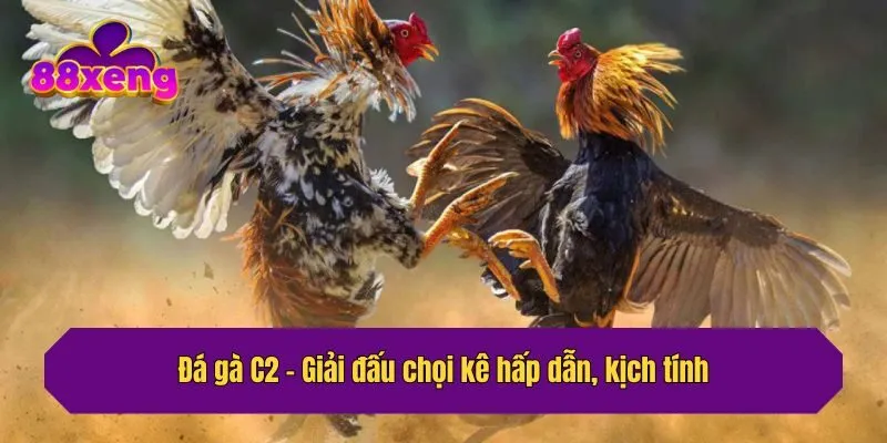Đá gà C2 - Giải đấu chọi kê hấp dẫn, kịch tính
