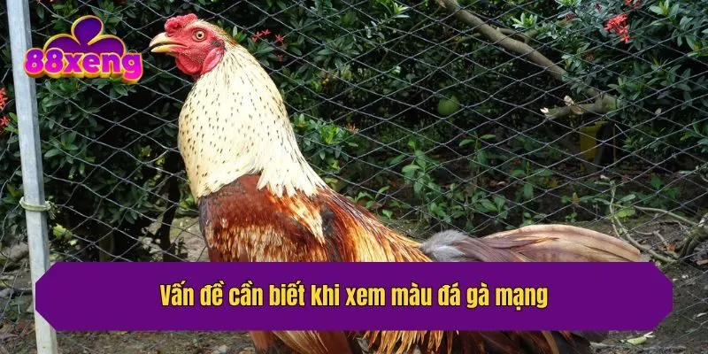 Vấn đề cần biết khi xem màu đá gà mạng